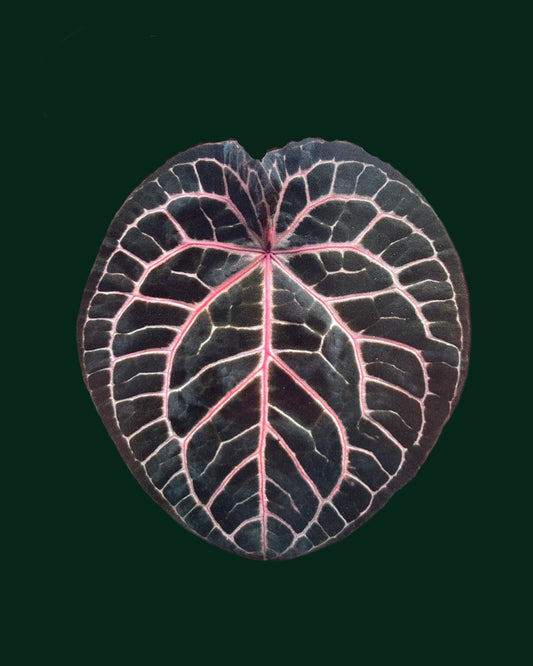 Anthurium Michelle by DocBlock - PLANTS WITH BENEFITS