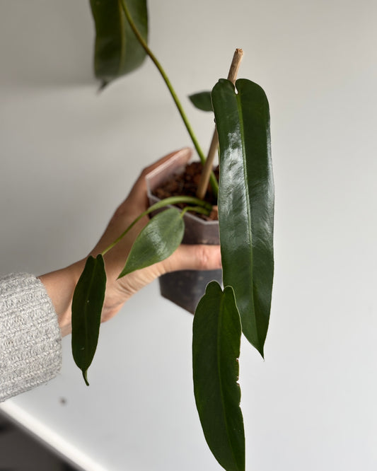 Philodendron Spiritus Sancti - PLANTS WITH BENEFITS