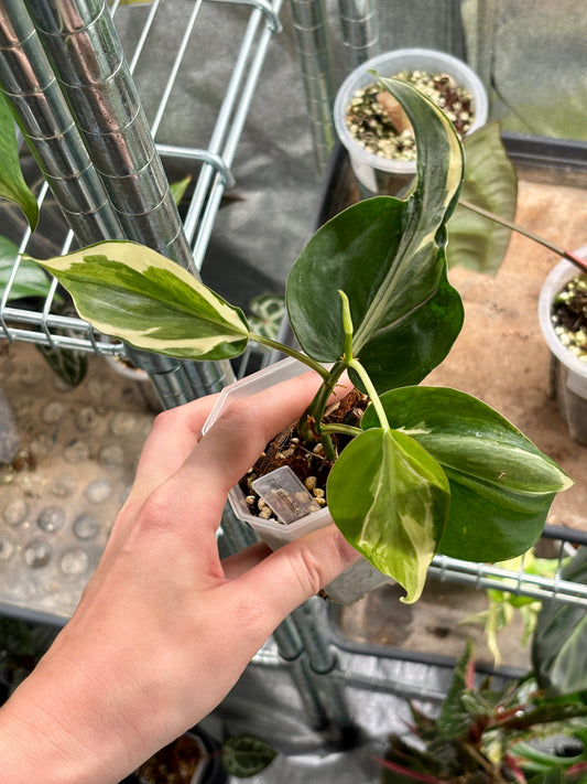 Philodendron Rio - PLANTS WITH BENEFITS