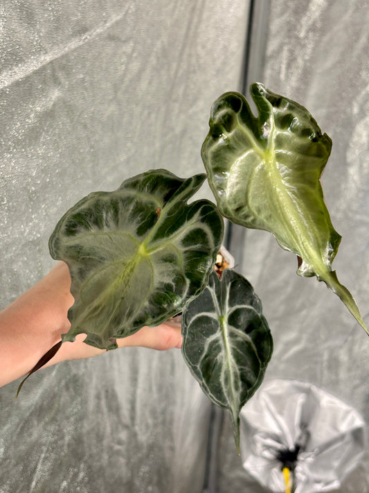 Alocasia Venom - PLANTS WITH BENEFITS