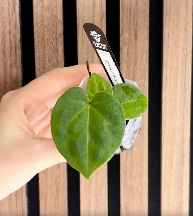 Anthurium 'HU' King of Spades