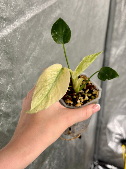 Monstera Mint - PLANTS WITH BENEFITS