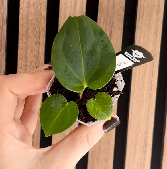 Anthurium 'HU' King of Spades