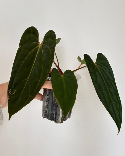 Anthurium Blue Papillilaminum x Red Vein Dark Phoenix (RVDP) - PLANTS WITH BENEFITS