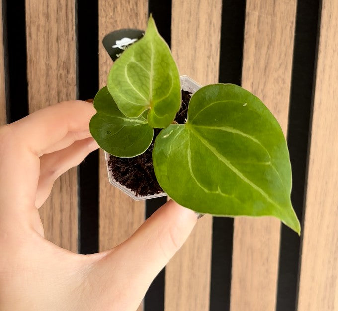 Anthurium 'HU' King of Spades