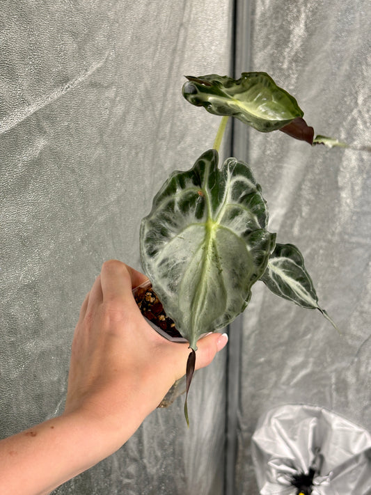 Alocasia Venom - PLANTS WITH BENEFITS
