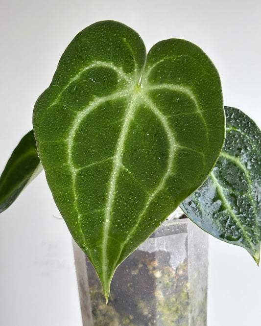 Anthurium King of Clarinervium 'Sulanjana' - PLANTS WITH BENEFITS