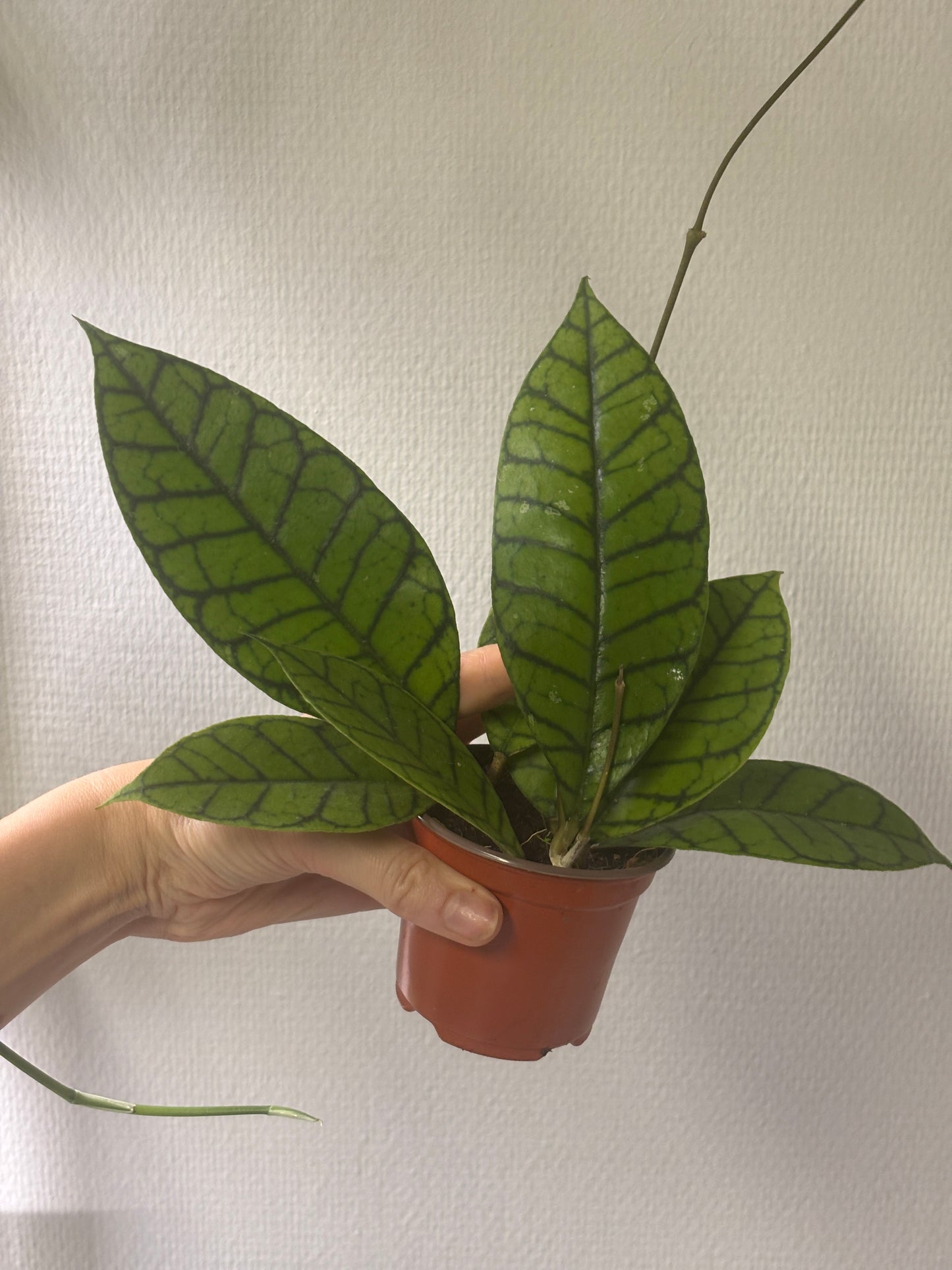Hoya Callistophylla 'KAL 16' - PLANTS WITH BENEFITS