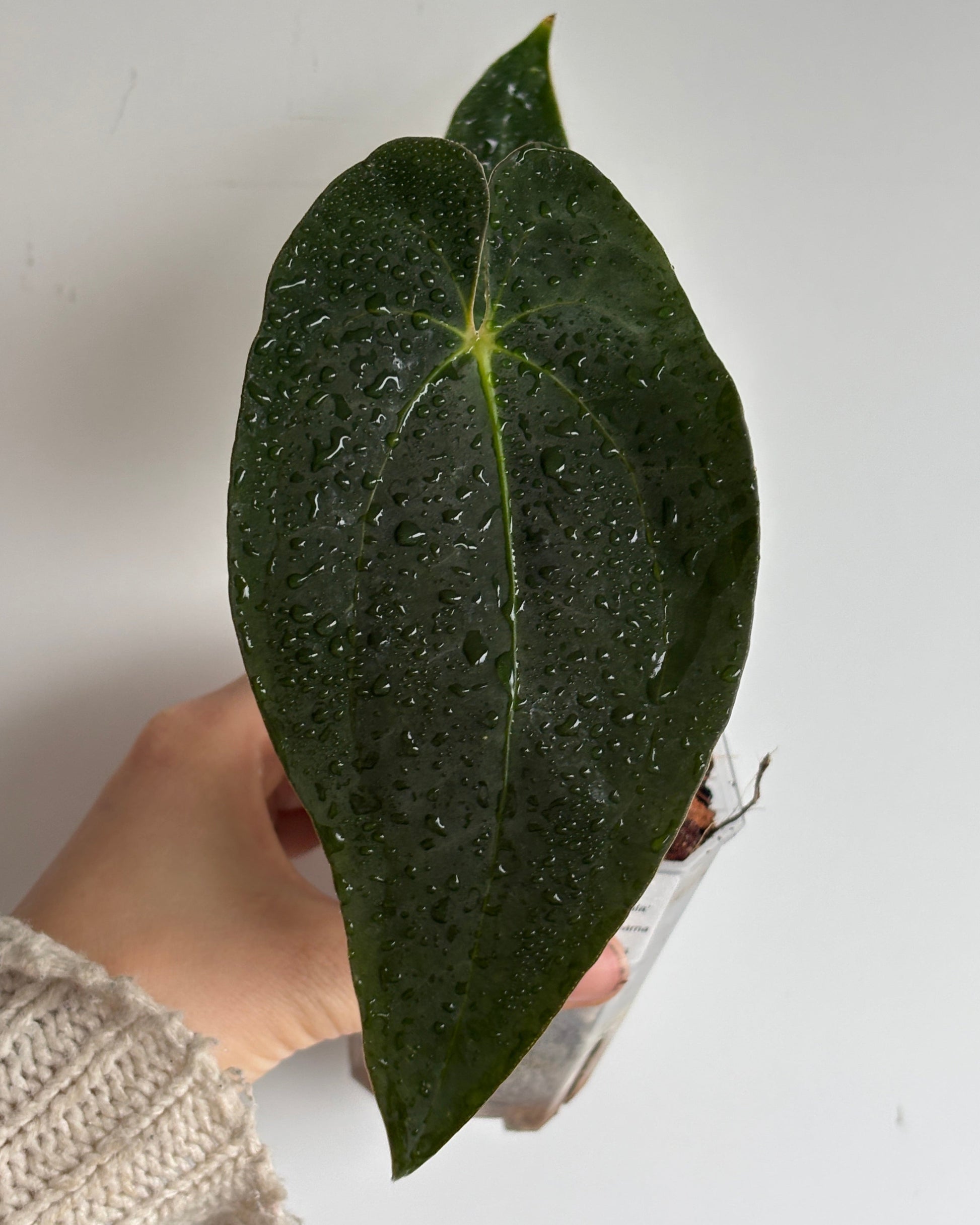 Anthurium 'Guna Yala' x BVEP - PLANTS WITH BENEFITS