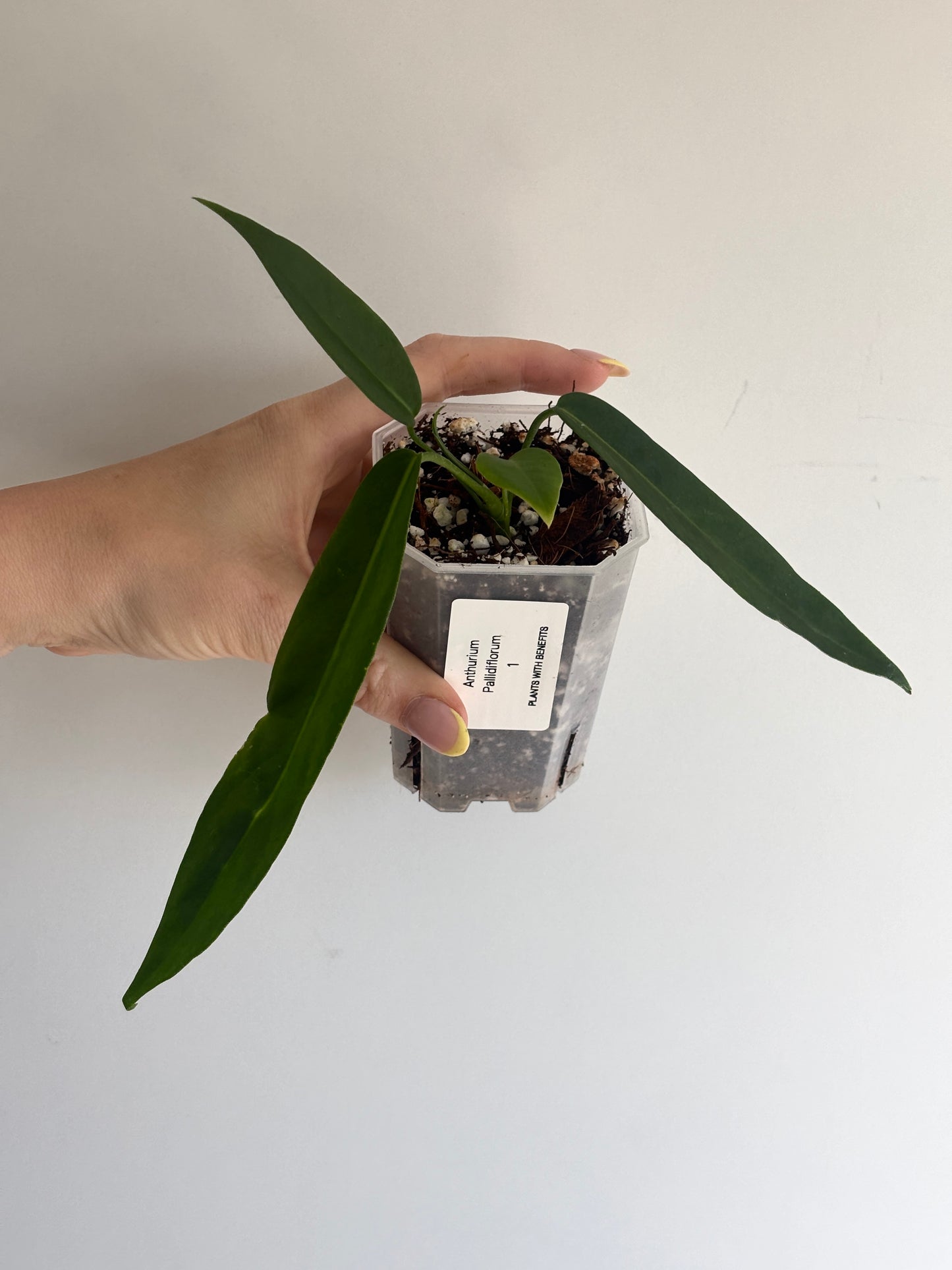 Anthurium Pallidiflorum - PLANTS WITH BENEFITS