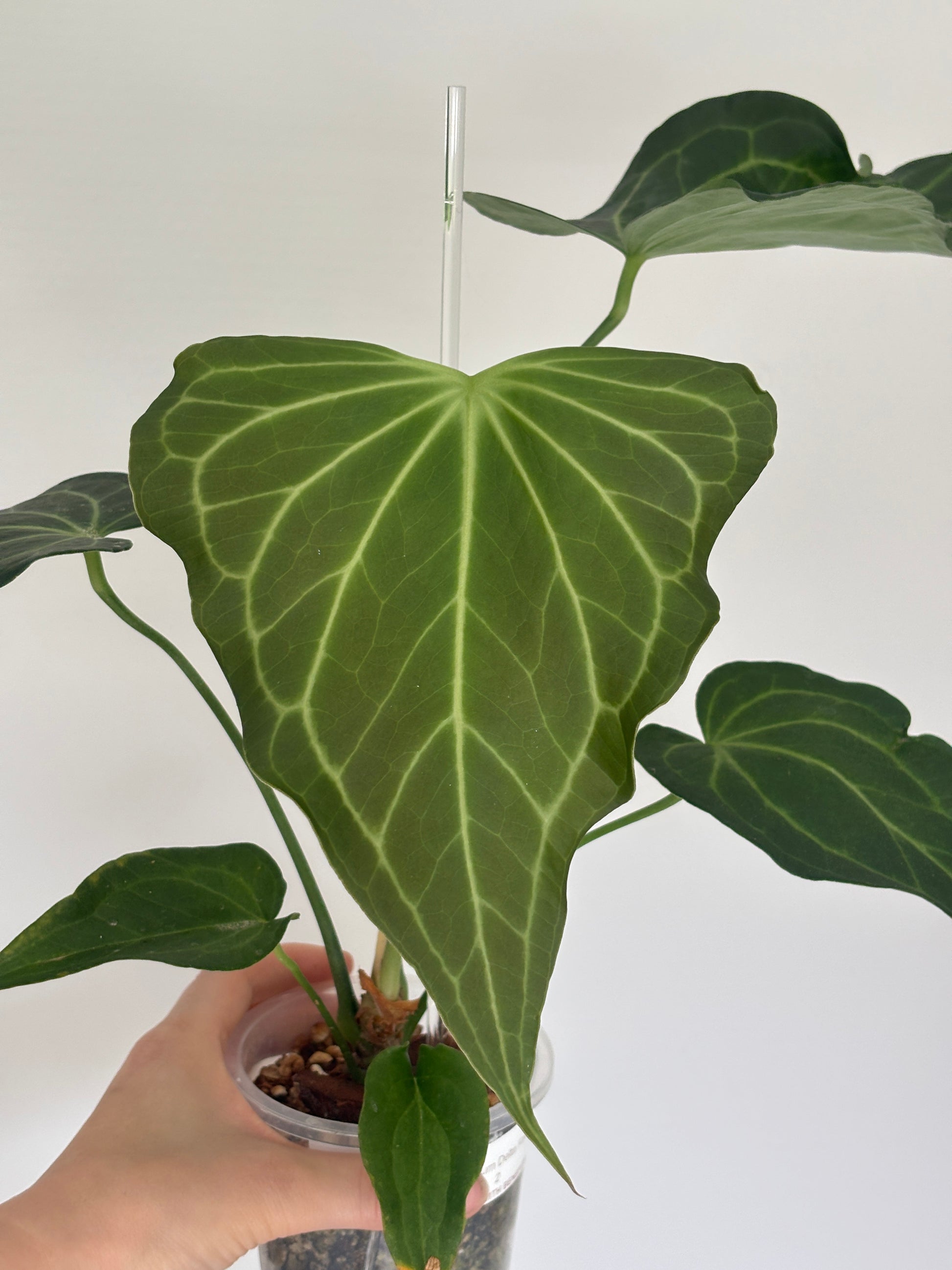Anthurium Delta Force - PLANTS WITH BENEFITS