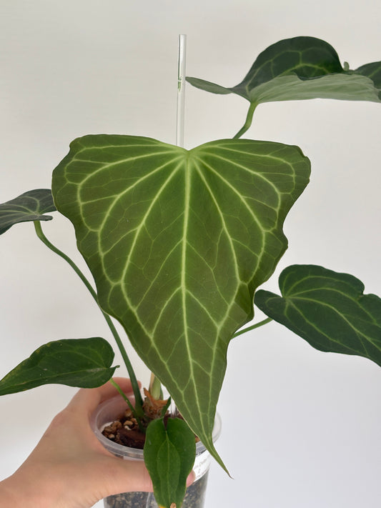 Anthurium Delta Force - PLANTS WITH BENEFITS