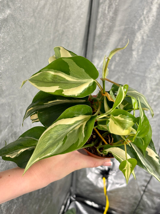 Philodendron Rio - PLANTS WITH BENEFITS
