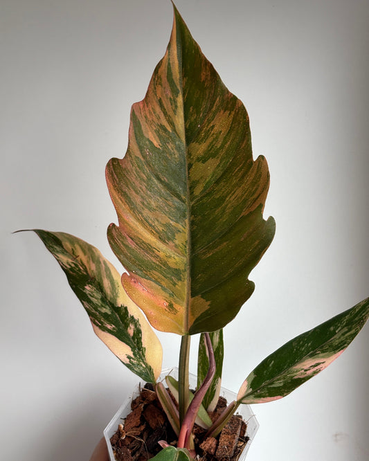 Philodendron Caramel Marble - PLANTS WITH BENEFITS