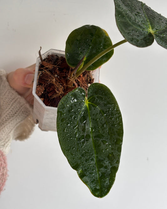 Anthurium 'Guna Yala' x BVEP - PLANTS WITH BENEFITS