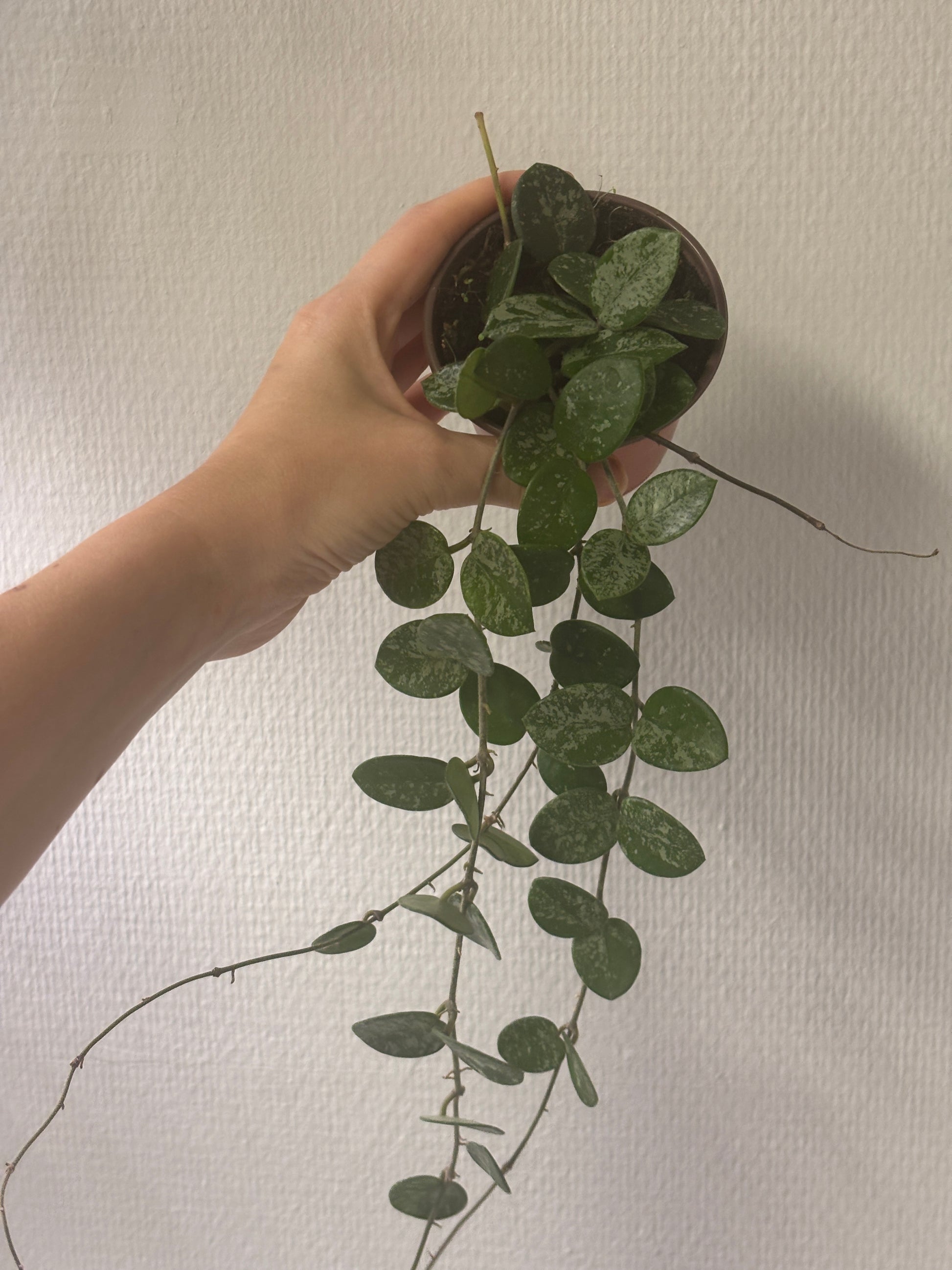 Hoya Mathilde Splash - PLANTS WITH BENEFITS