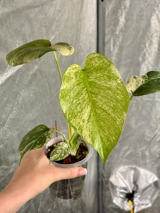 Monstera White Monster - PLANTS WITH BENEFITS