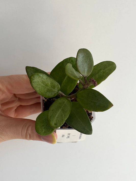 Hoya Silver Lady - PLANTS WITH BENEFITS