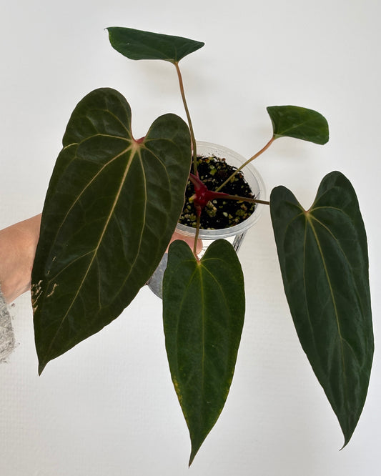 Anthurium Blue Papillilaminum x Red Vein Dark Phoenix (RVDP) - PLANTS WITH BENEFITS