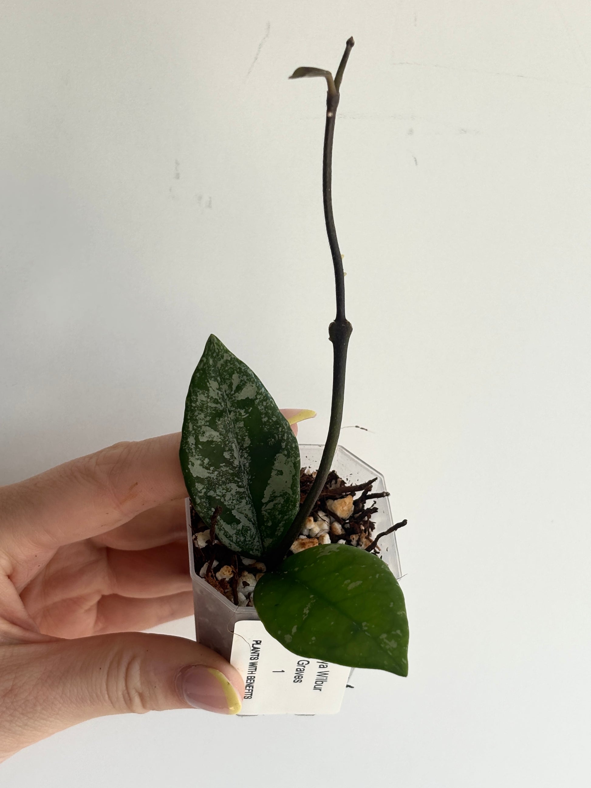 Hoya Wilbur Graves - PLANTS WITH BENEFITS