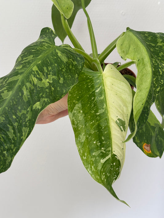 Philodendron Jose Buono - PLANTS WITH BENEFITS