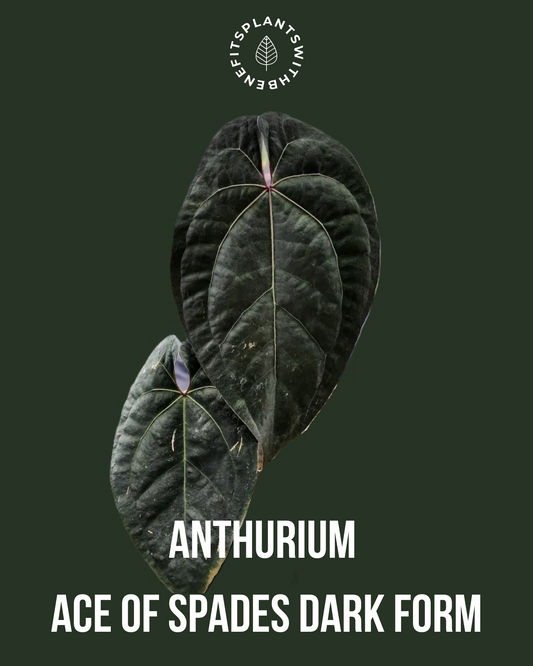 Anthurium Fort Sherman x (AOS x BVEP) coming soon - PLANTS WITH BENEFITS