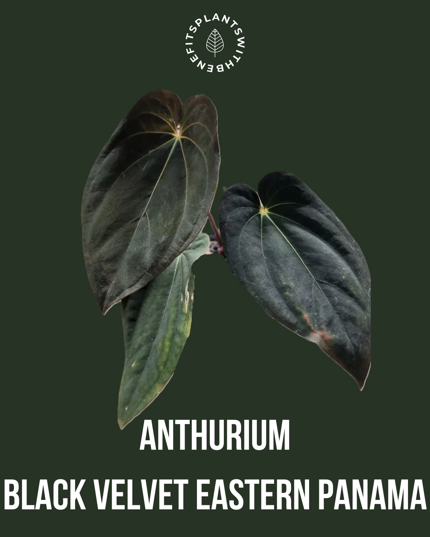 Anthurium Fort Sherman x (AOS x BVEP)