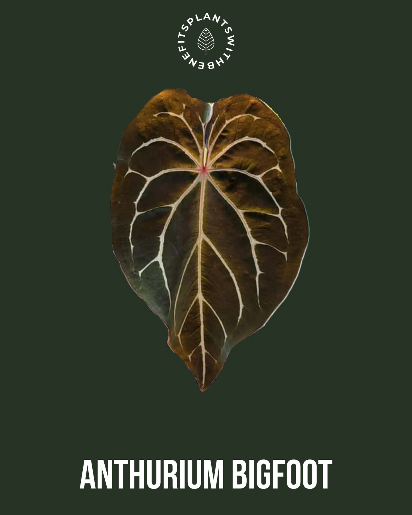 Anthurium Bigfoot x AOS DF
