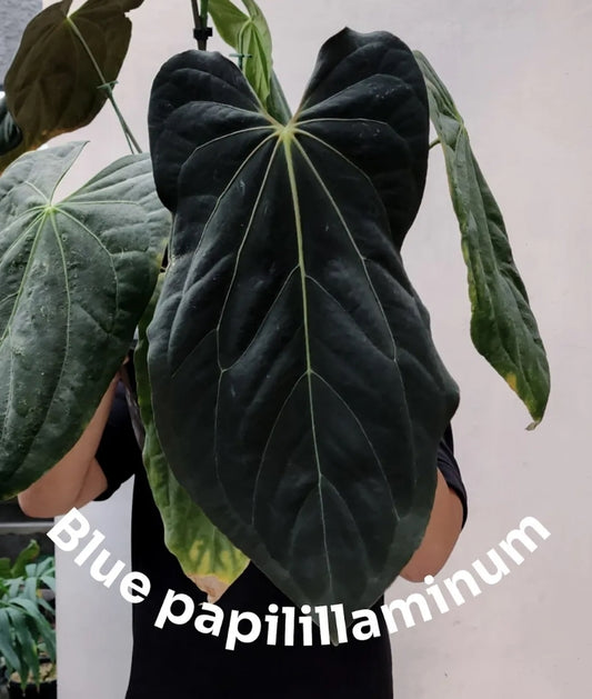 Anthurium Blue Papillilaminum x Red Vein Dark Phoenix (RVDP) - PLANTS WITH BENEFITS