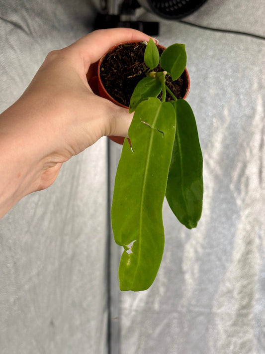 Anthurium Pallidiflorum - PLANTS WITH BENEFITS