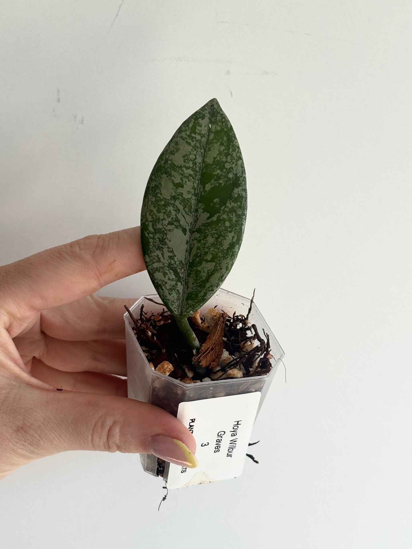 Hoya Wilbur Graves - PLANTS WITH BENEFITS