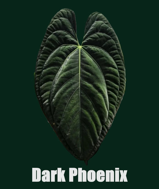 Anthurium Dark Phoenix - PLANTS WITH BENEFITS