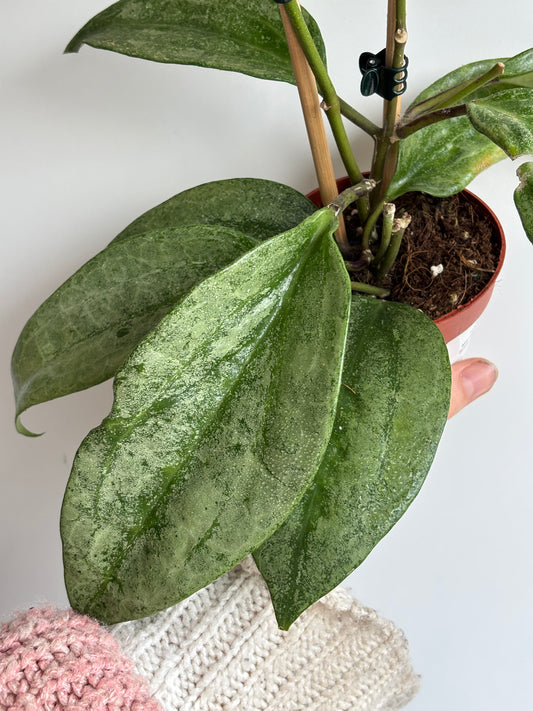 Hoya Macrophylla Silver Splash - PLANTS WITH BENEFITS