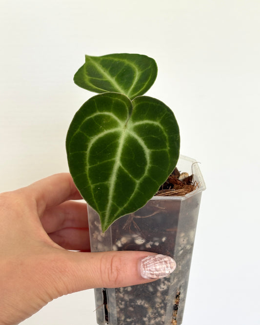 Anthurium King of Clarinervium Sulanjana - PLANTS WITH BENEFITS