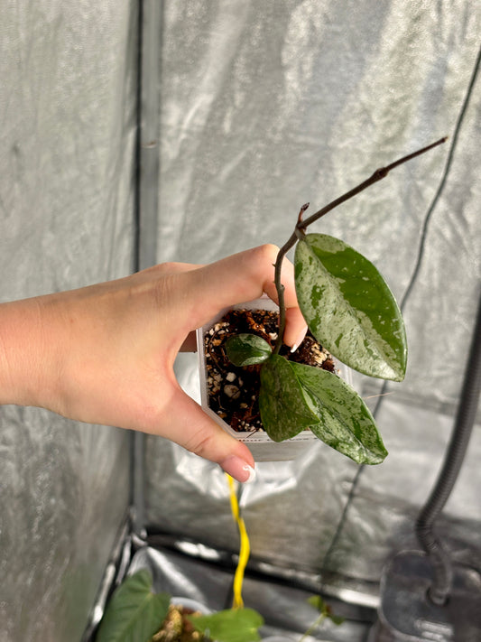 Hoya Wilbur Graves - PLANTS WITH BENEFITS