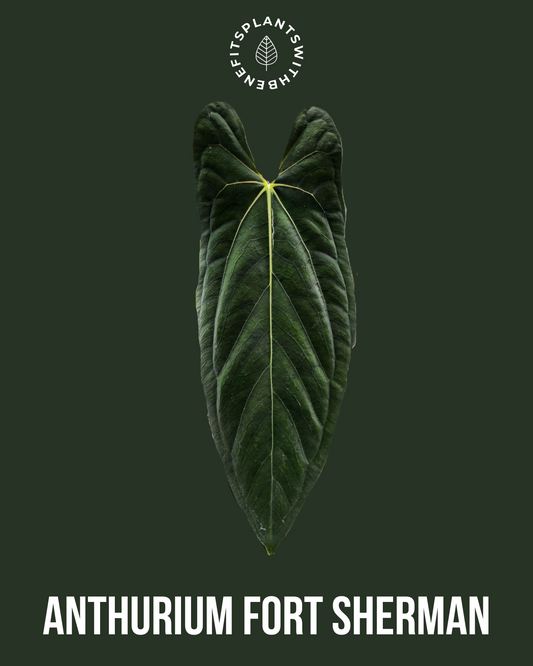 Anthurium Fort Sherman x Red Spider coming soon - PLANTS WITH BENEFITS