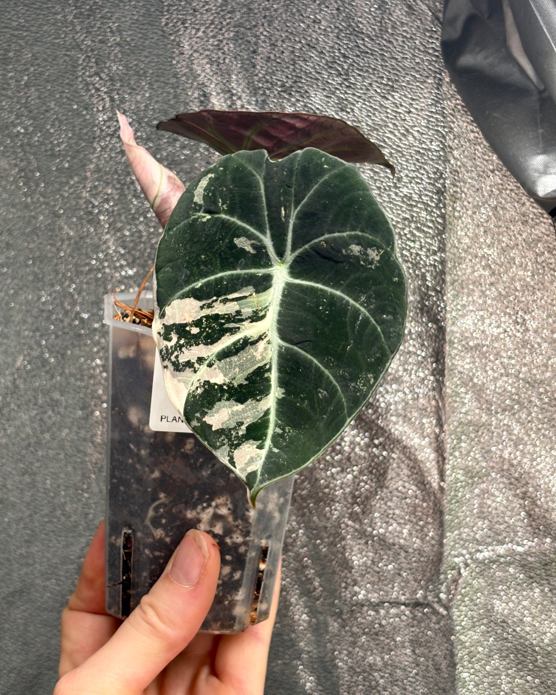 Alocasia Black Velvet Pink - PLANTS WITH BENEFITS