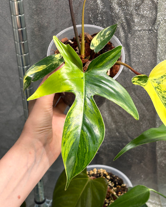 Philodendron Florida Beauty - PLANTS WITH BENEFITS