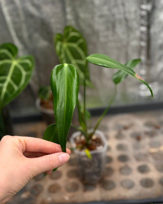 Monstera Burle Marx Flame - PLANTS WITH BENEFITS