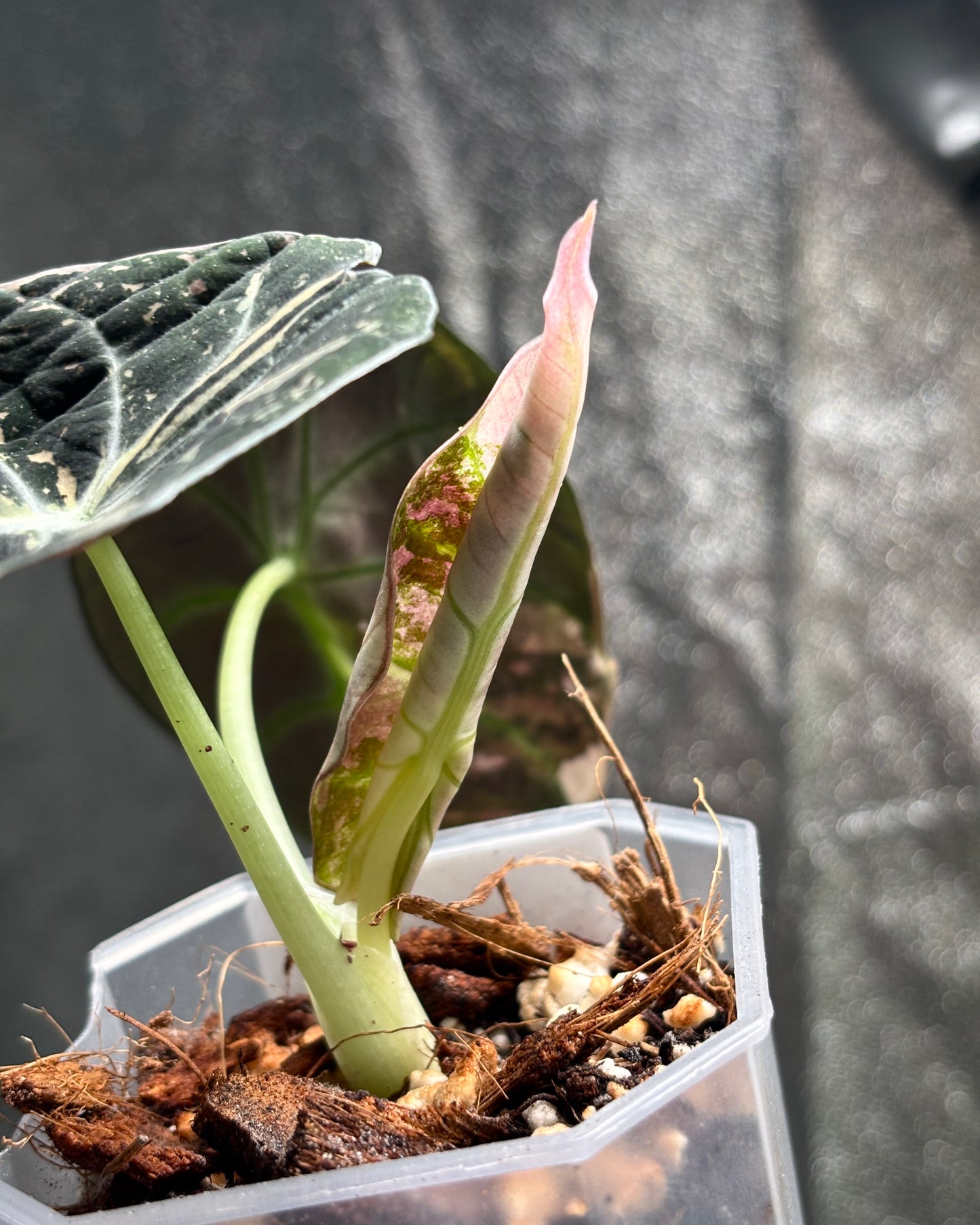 Alocasia Black Velvet Pink - PLANTS WITH BENEFITS