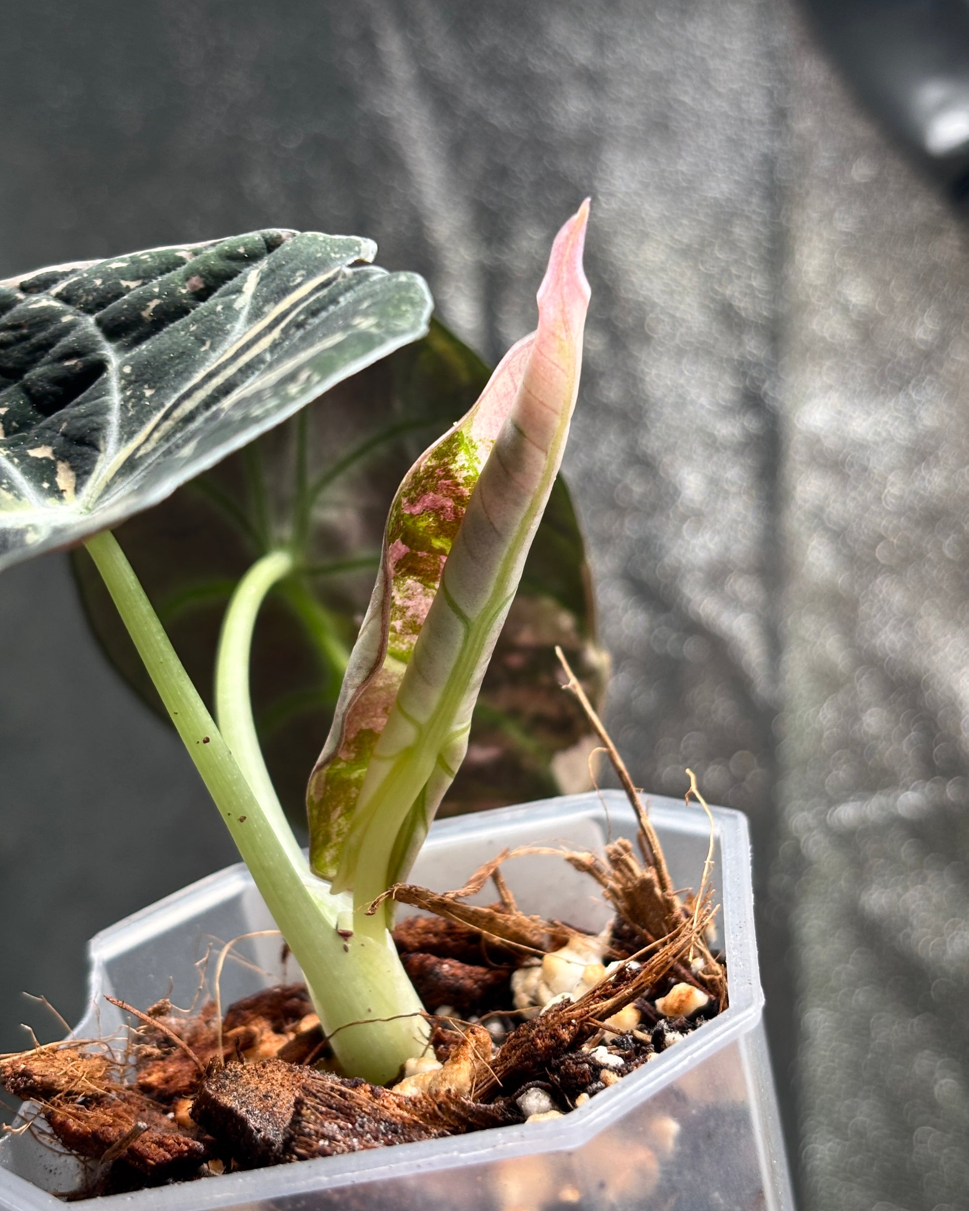 Alocasia Black Velvet Pink - PLANTS WITH BENEFITS