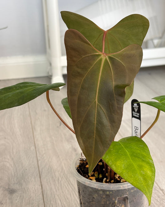 Anthurium 'Barong' Goliath x Red spider - PLANTS WITH BENEFITS