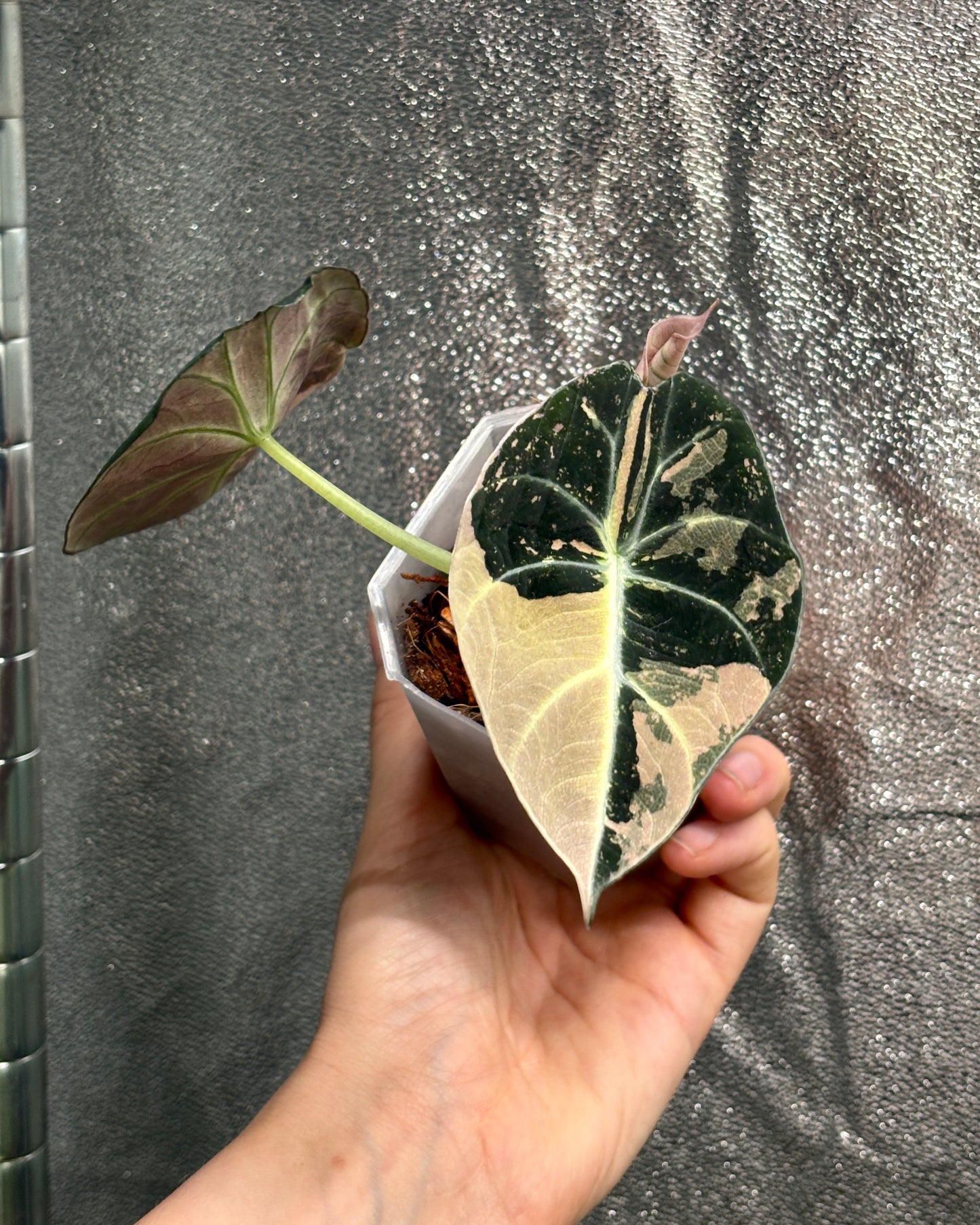 Alocasia Black Velvet Pink - PLANTS WITH BENEFITS