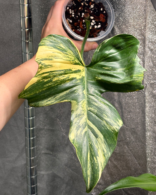 Philodendron Florida Beauty x Mayoi - PLANTS WITH BENEFITS