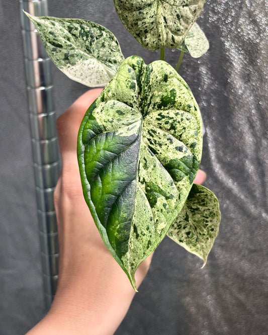 Alocasia Dragon Scale Mint - PLANTS WITH BENEFITS