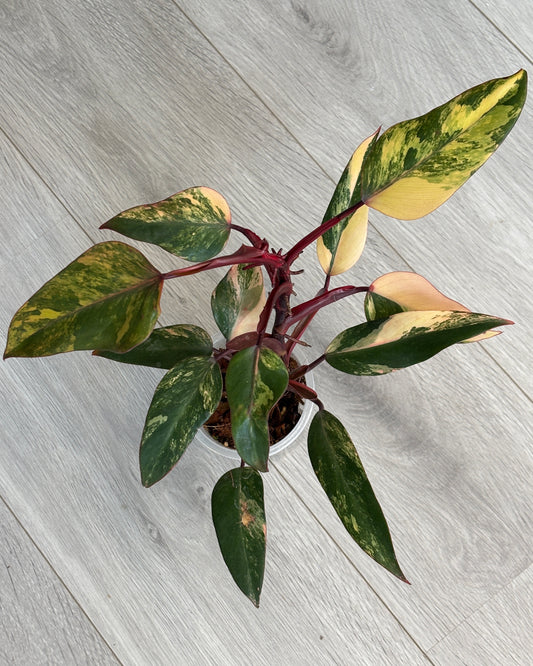 Philodendron Strawberry Shake - PLANTS WITH BENEFITS