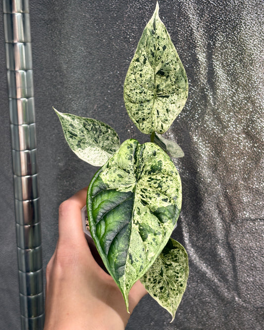 Alocasia Dragon Scale Mint - PLANTS WITH BENEFITS