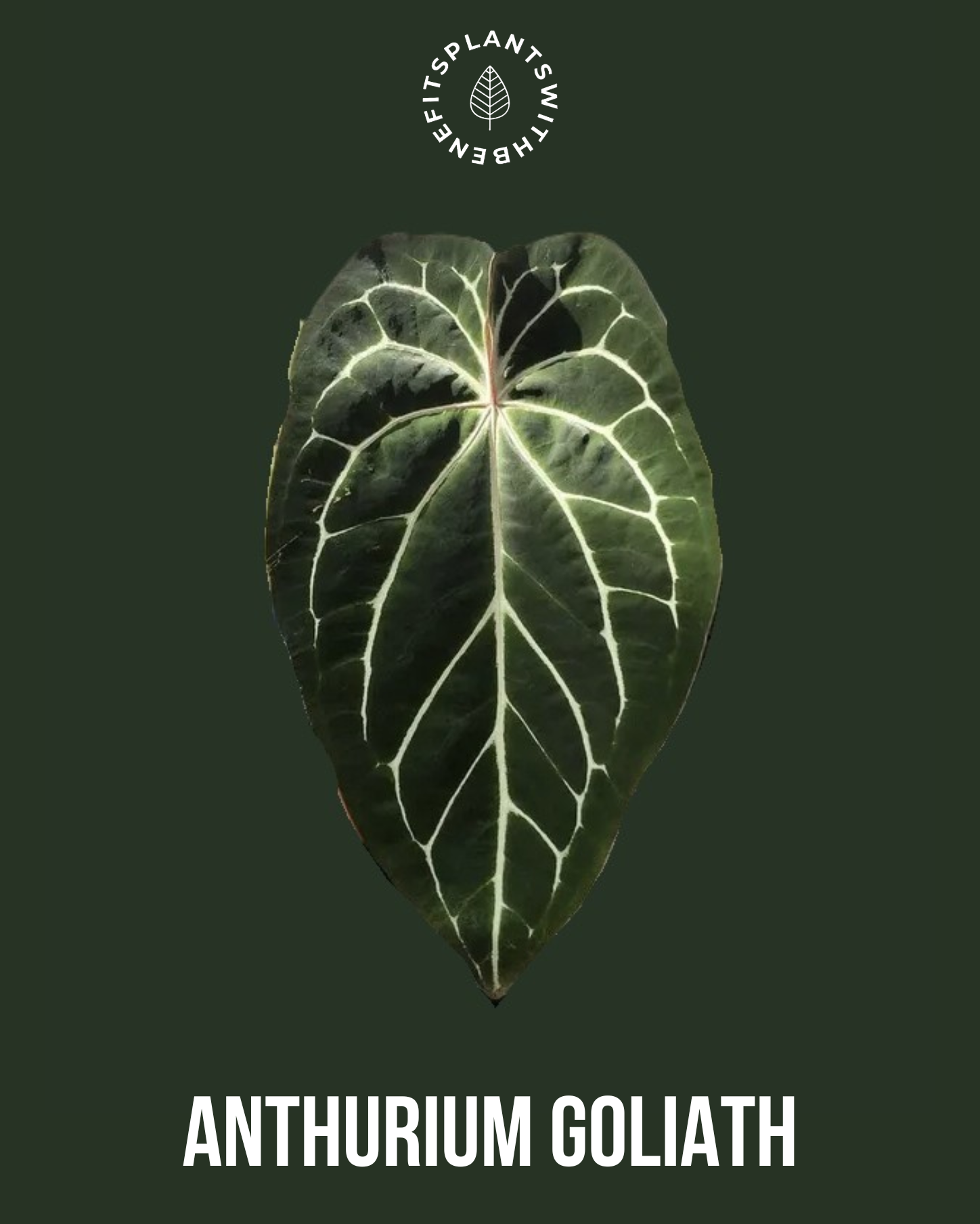 Anthurium 'Barong' Goliath x Red spider - PLANTS WITH BENEFITS