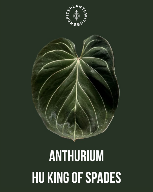 Anthurium 'HU' x Red Spider coming soon - PLANTS WITH BENEFITS