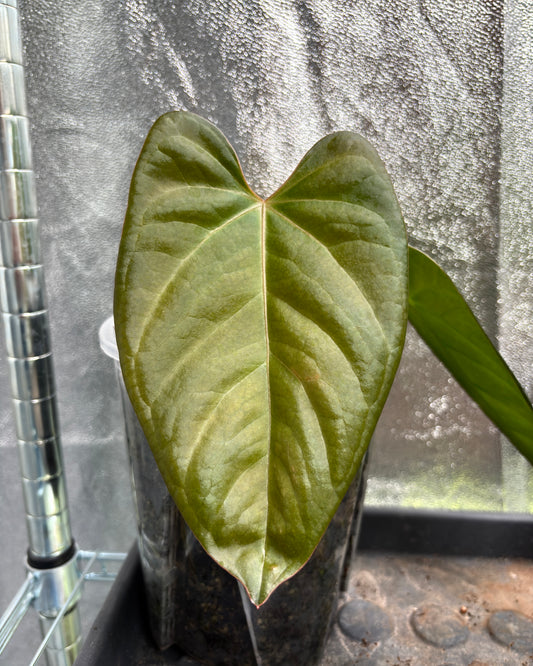 Anthurium Indo Portillae Dark Form x HU King of Spades - PLANTS WITH BENEFITS